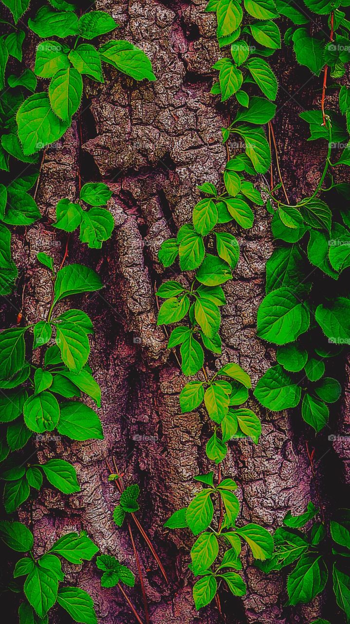 #Plants #Beauty #Botany #Nature #Sunny day