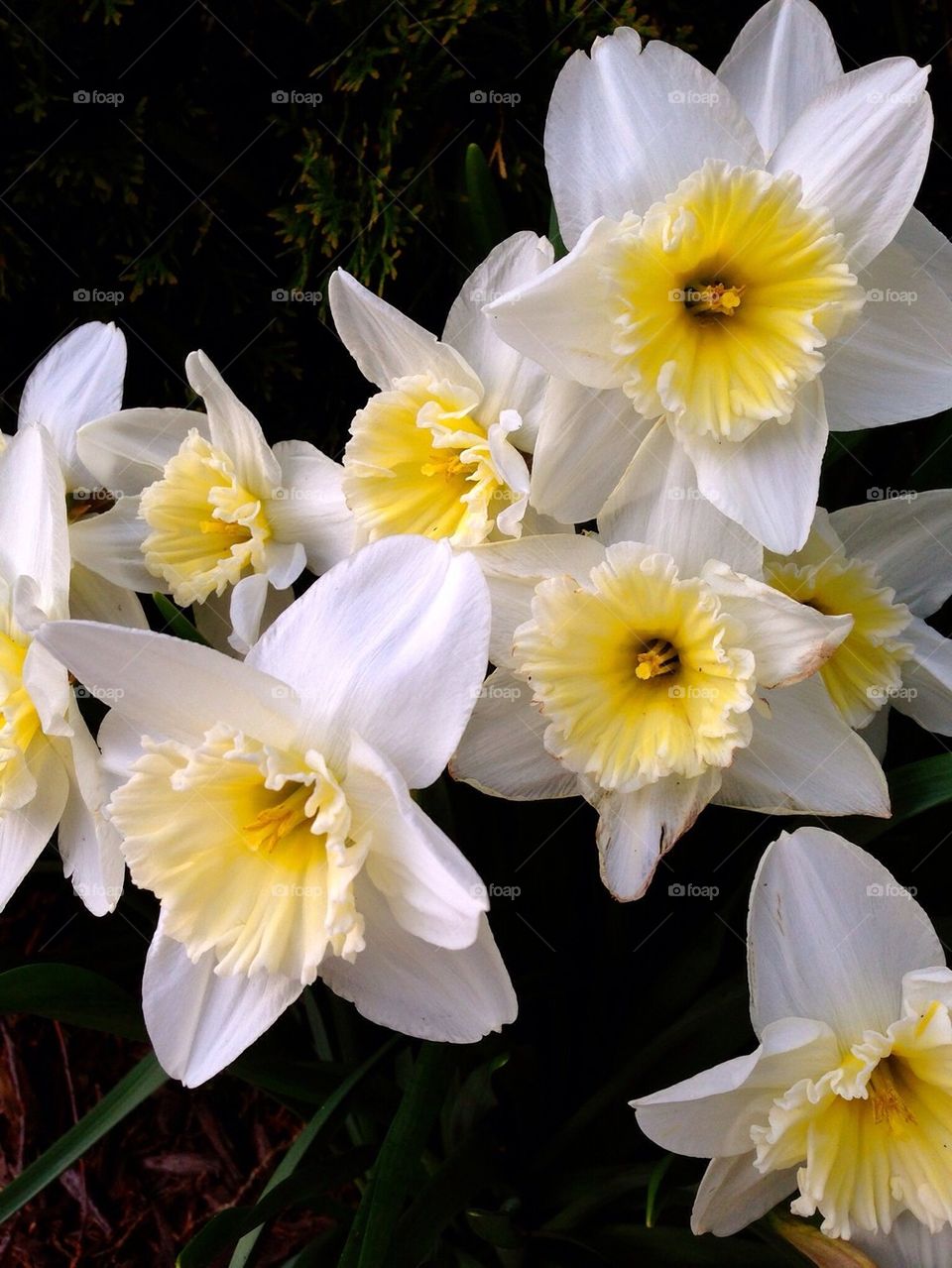 Blooming daffodils in spring