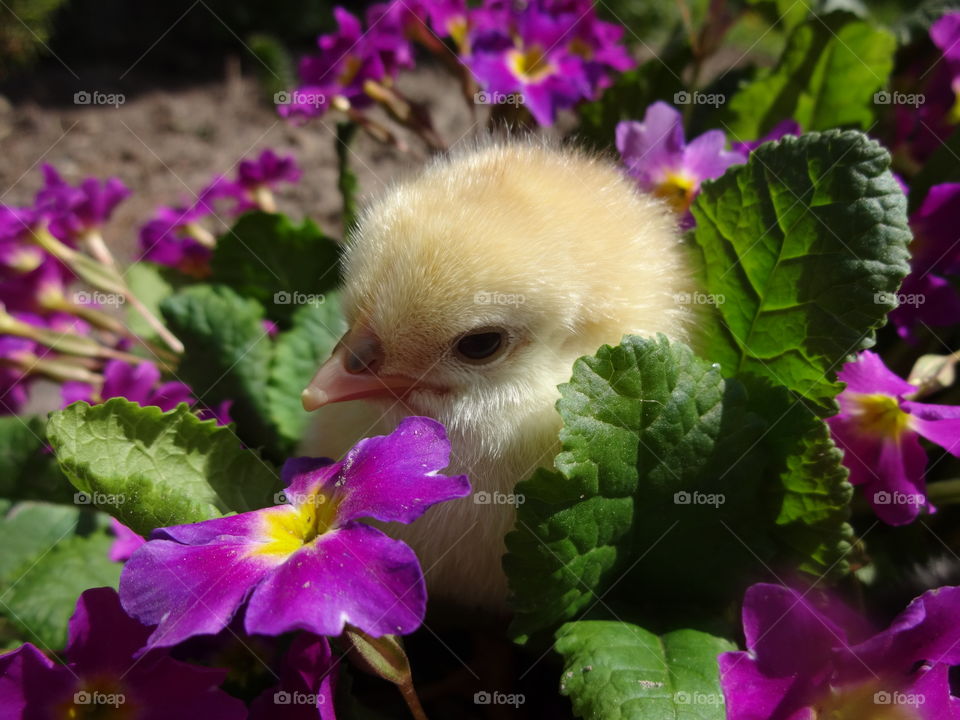 Close-up of baby chicken and flowers
