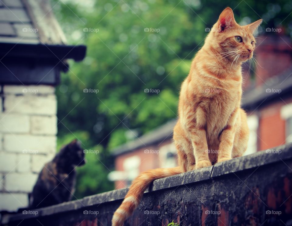 Cat, Portrait, No Person, Outdoors, Animal