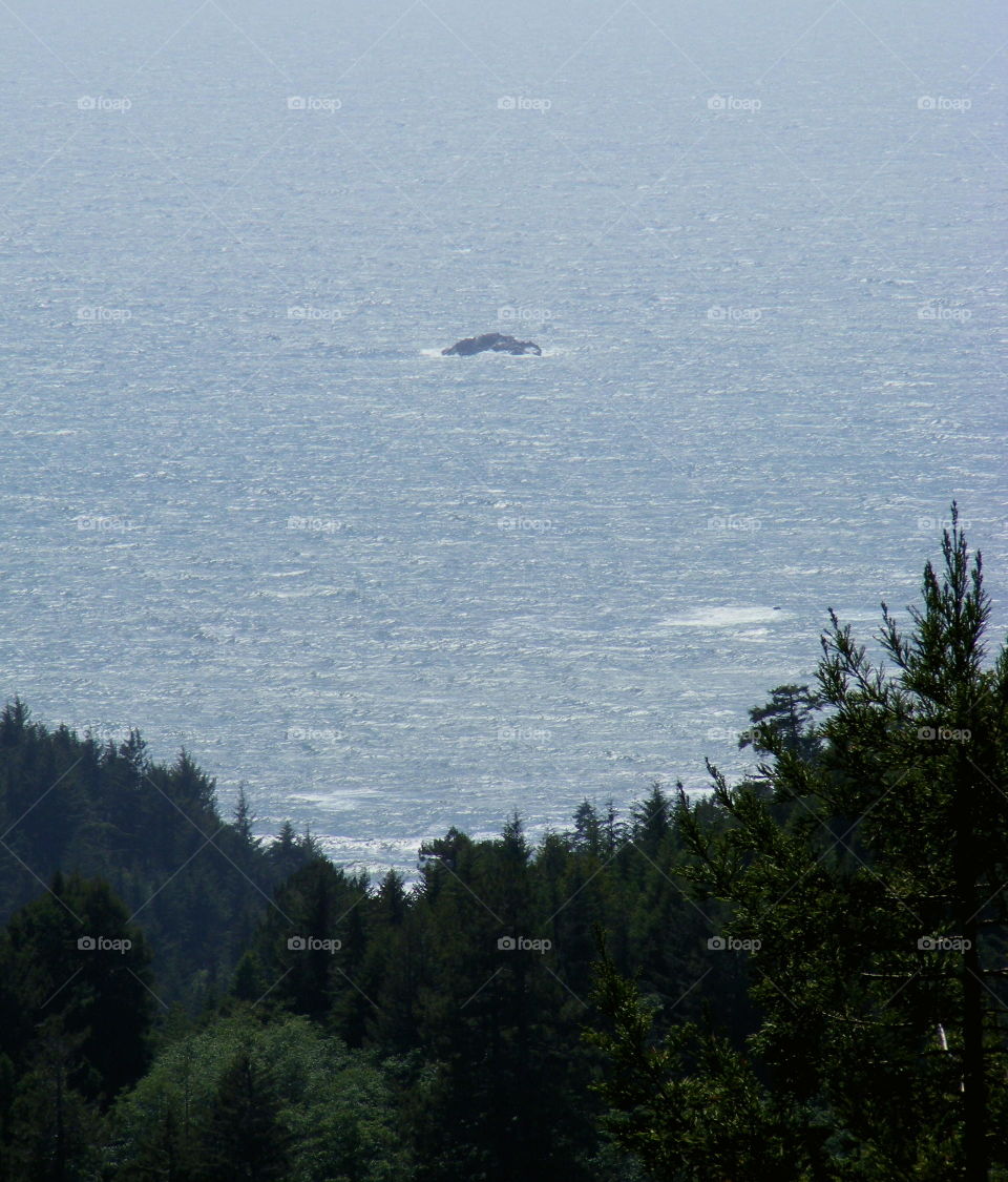 ocean through the trees