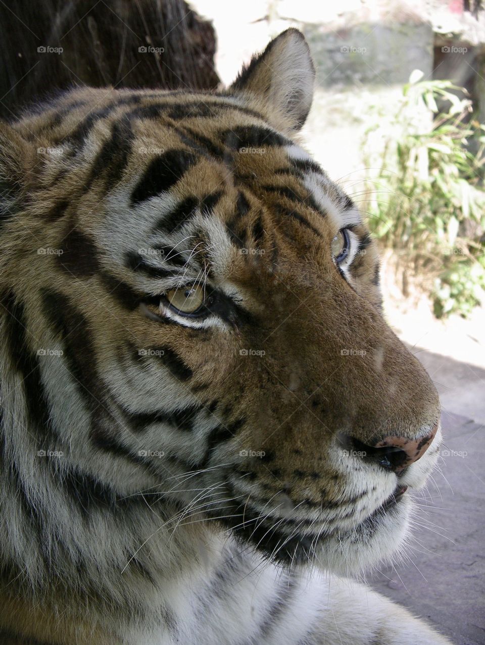 A tigerhead big and beautiful. 