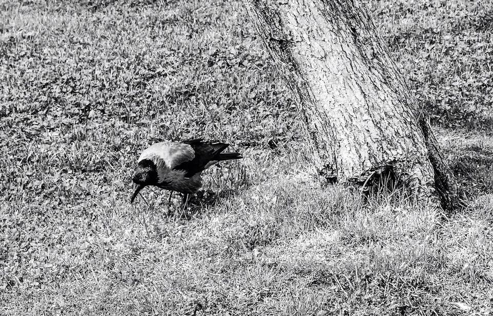 nature tree crow bird by theocharisk.
