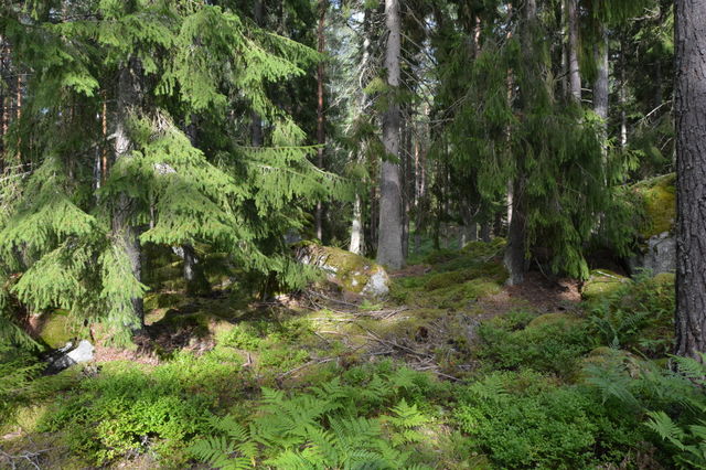 In the Forest 