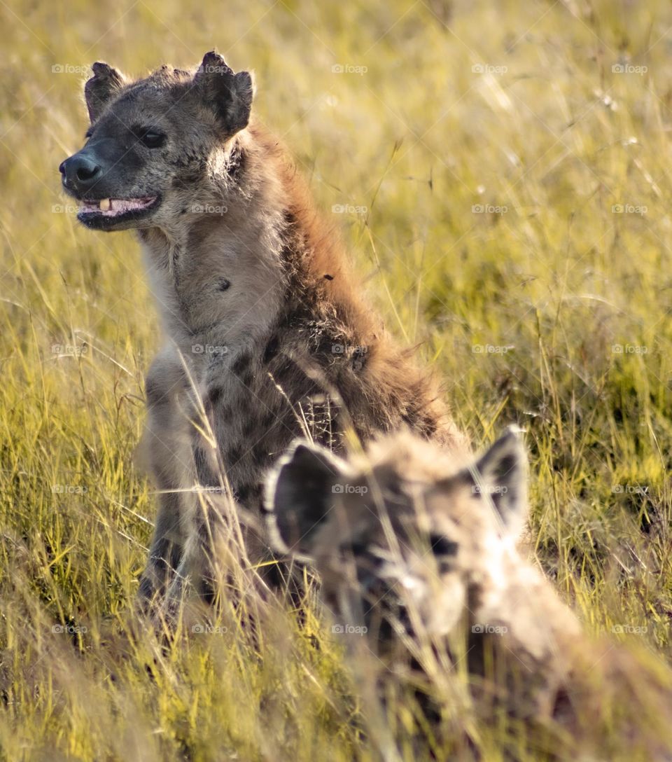 Happy Hyenas - pure scavengers the hyena always has eating and killing on its mind, even when seeming to smile
