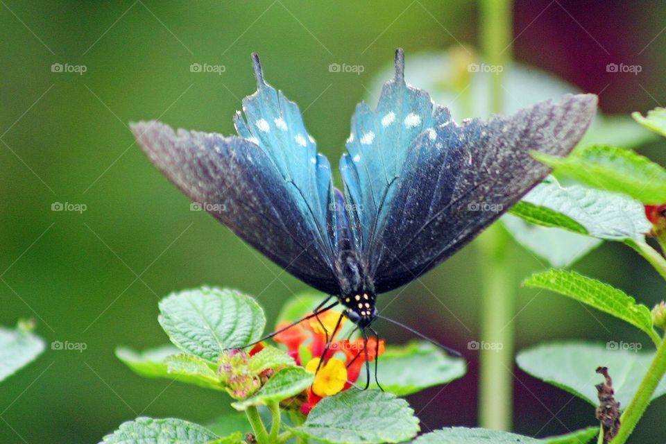 Pipeline swallowtail butterfly 