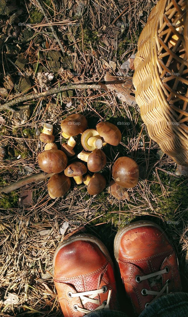 Beautiful forest mushrooms freshly picked and lie next to the wicker basket on the ground in a sunny warm forest