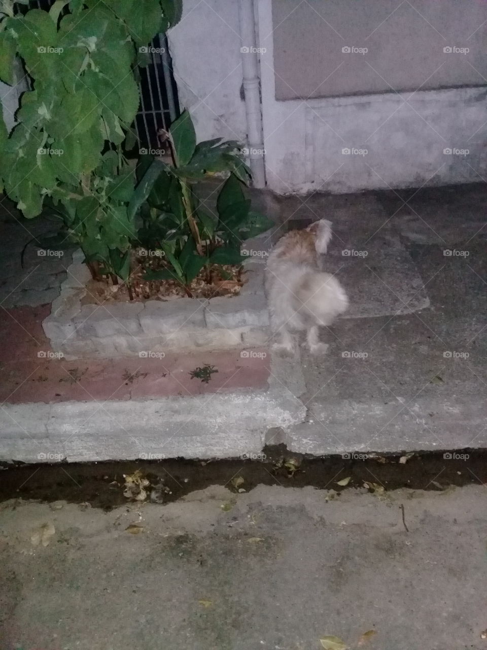tratar seu cachorro  com carinho  qualquer  hora da noite ou dia. faz de você  uma pessoa  amável