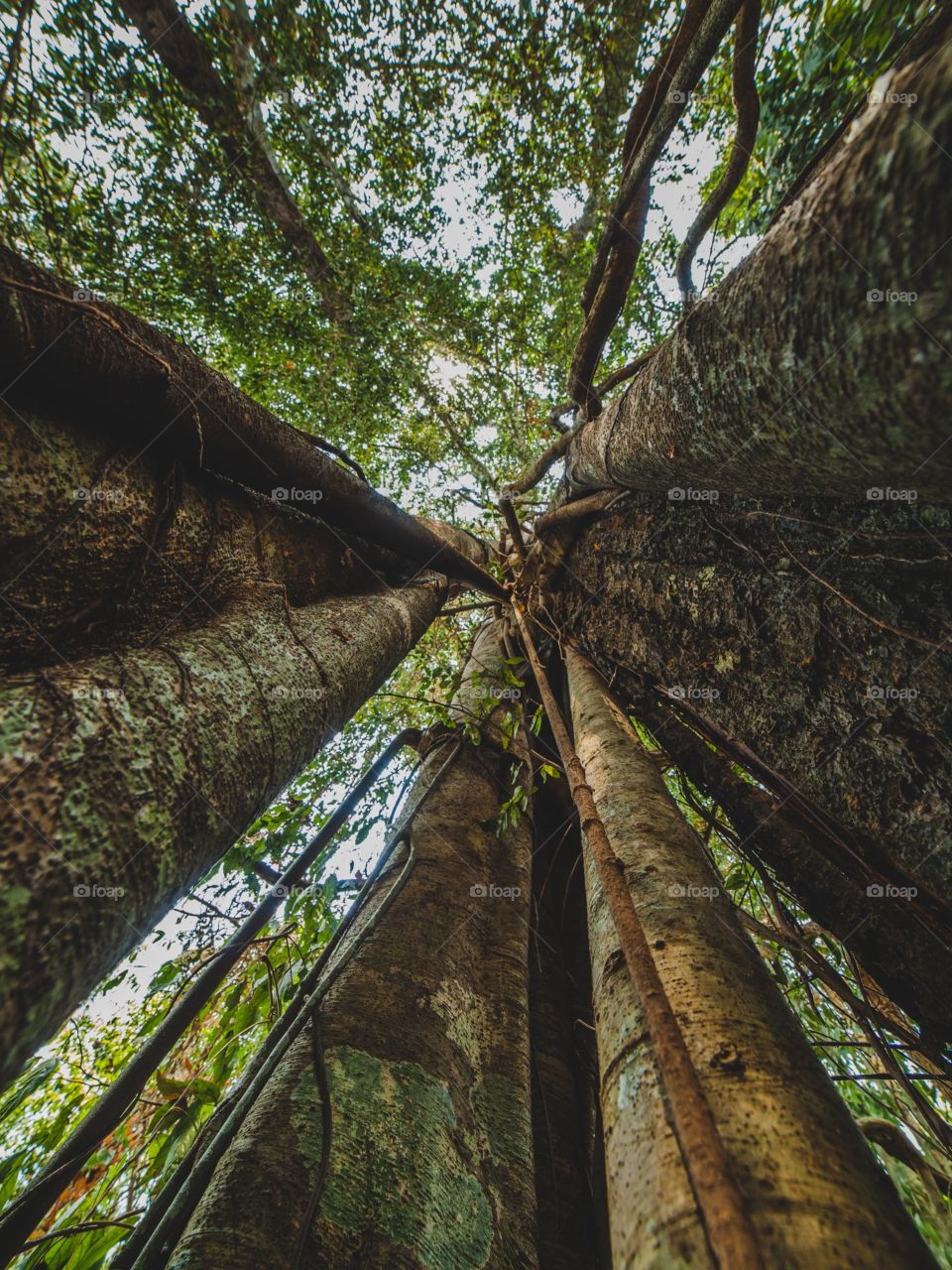 Low angle view of trees