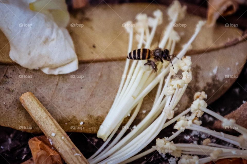 Little bee searching for honey on a fallen durian flower on the ground