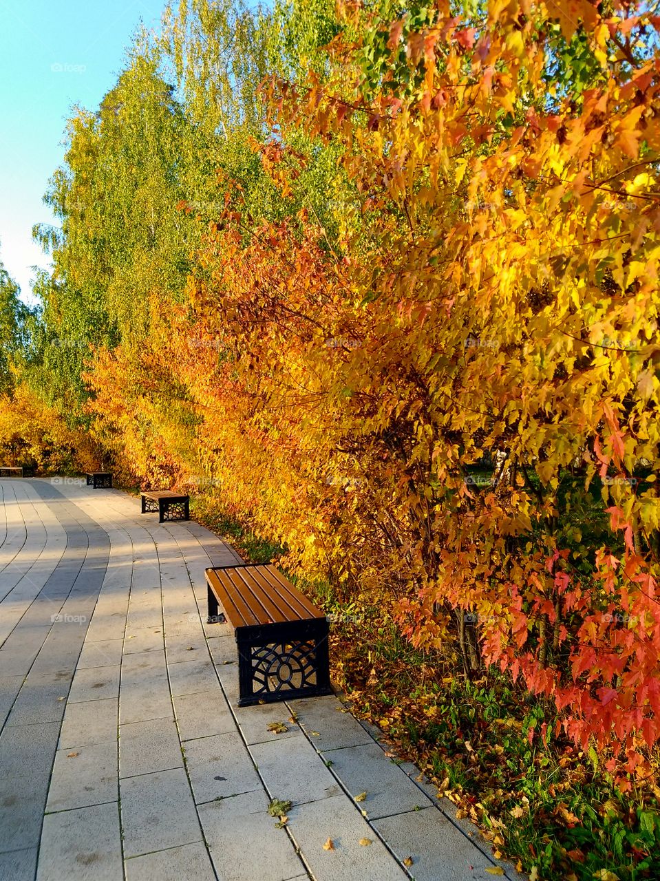 Beautiful autumn in the park