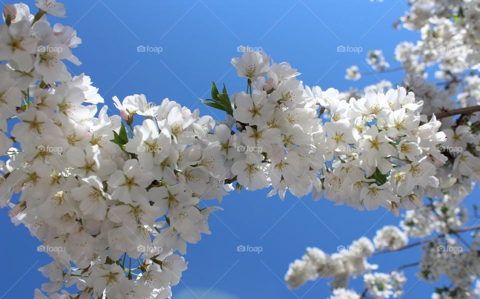 String of white cherry blossoms against bright blue sky