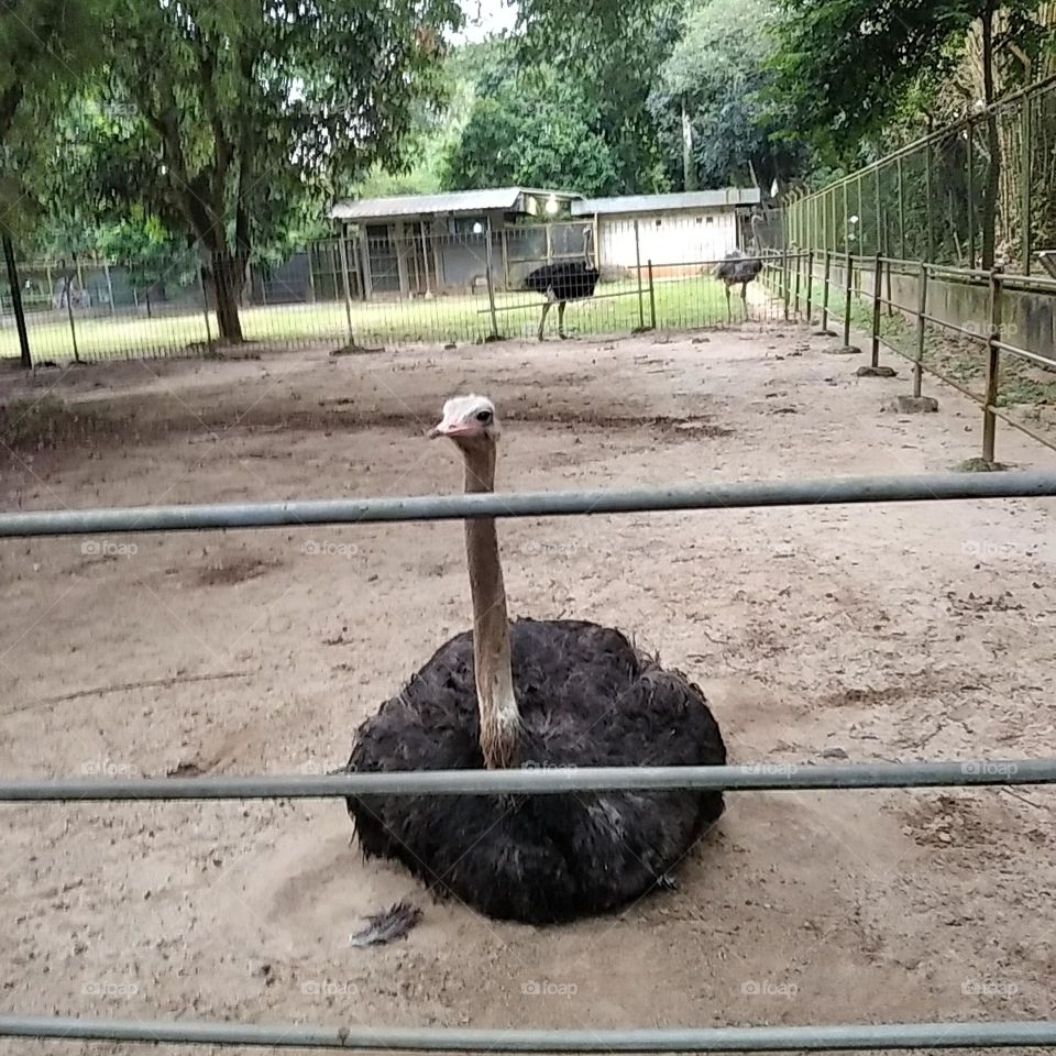Ostrich sit on the sand