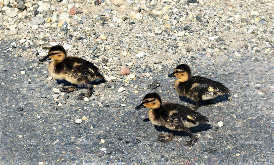 Ducklings