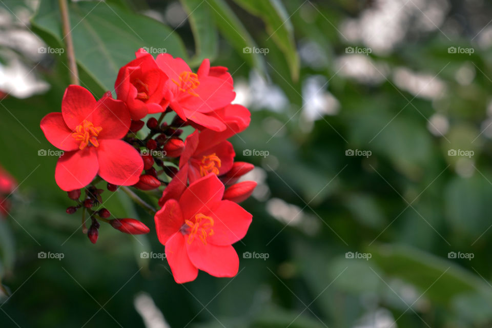 Red​ flowers