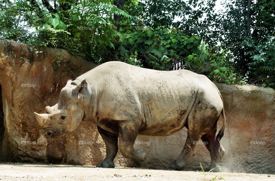 Rhinoceros . Rhinoceros strutting his stuff, What a large animal he is !