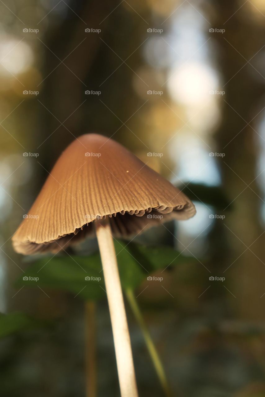 Triangle shaped mushroom