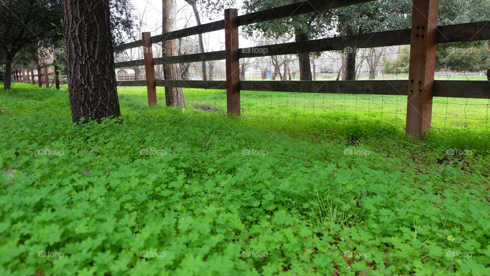 Green during spring