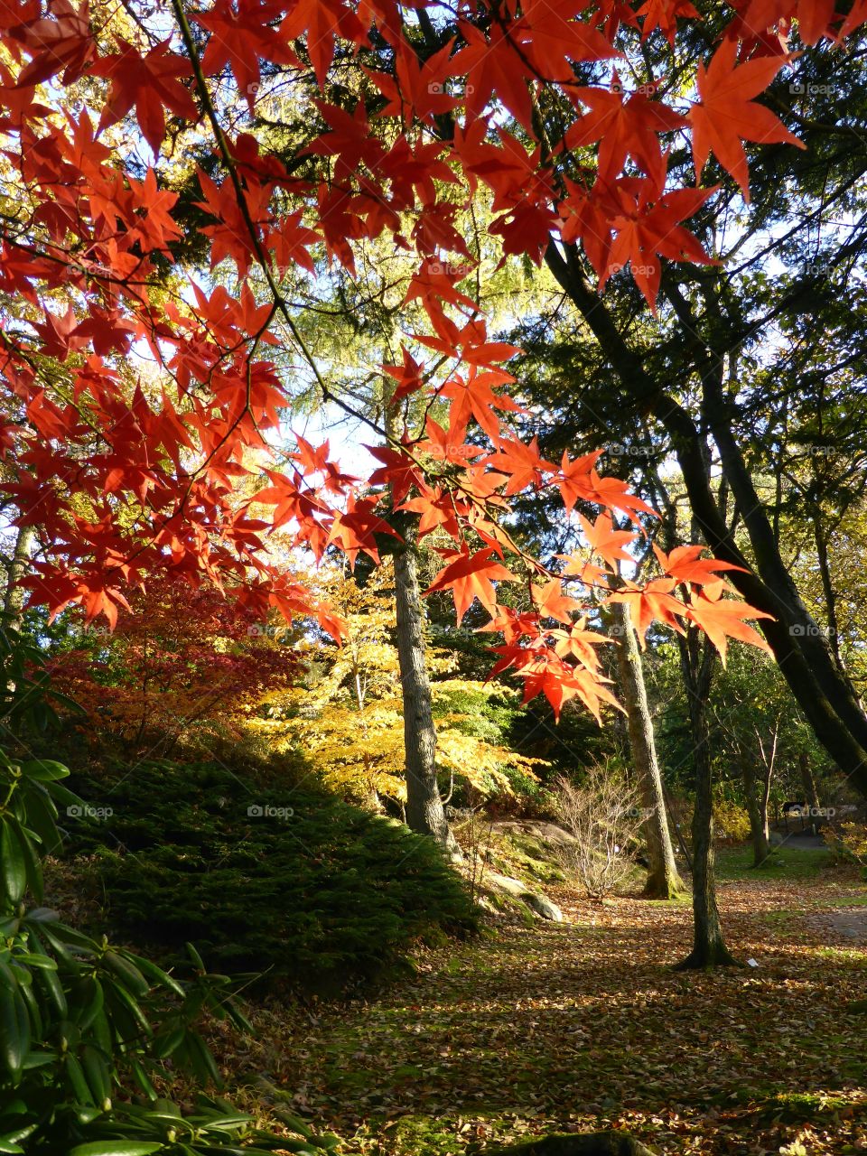 Maple tree in autumn