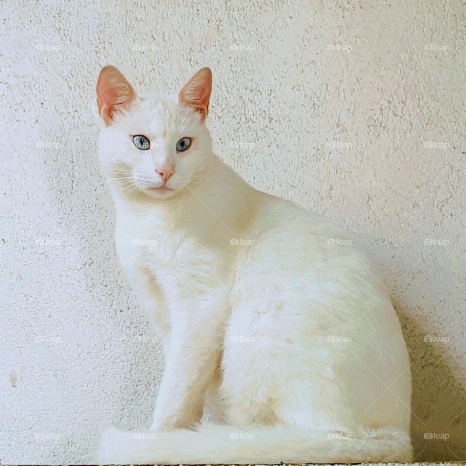 white cat with blue eyes