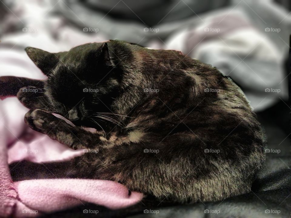 Onyx the Cat Napping