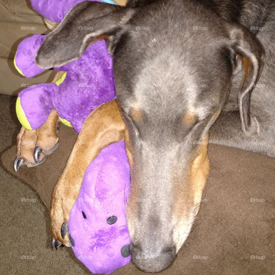 I love my dog and he loves...his purple Dino! 😁