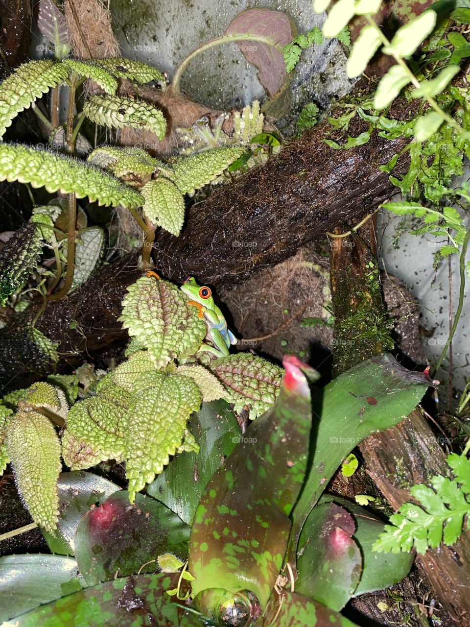 Red Eye Tree Frog Hidden in the Foliage 