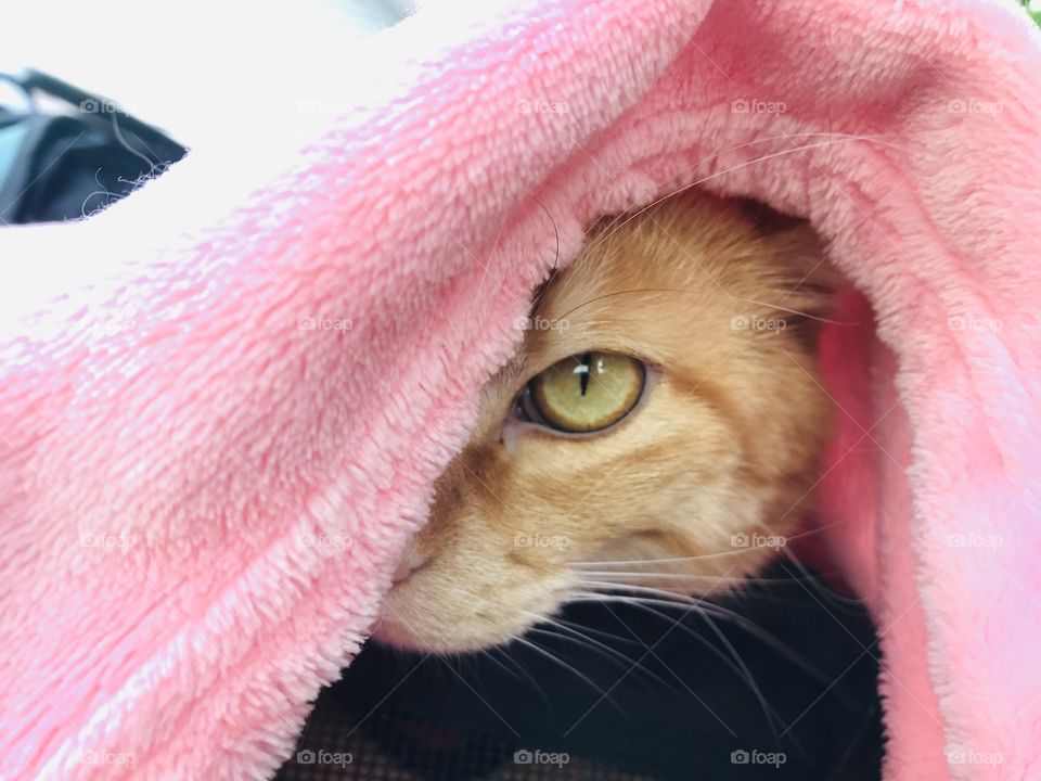 Darling orange tabby cat sitting in his stroller enjoying looking up in a nearby tree! 