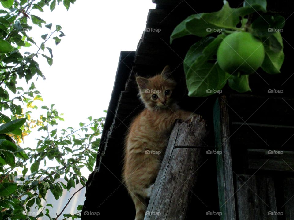 the cat is sitting in the barn, next to the apple is hanging,