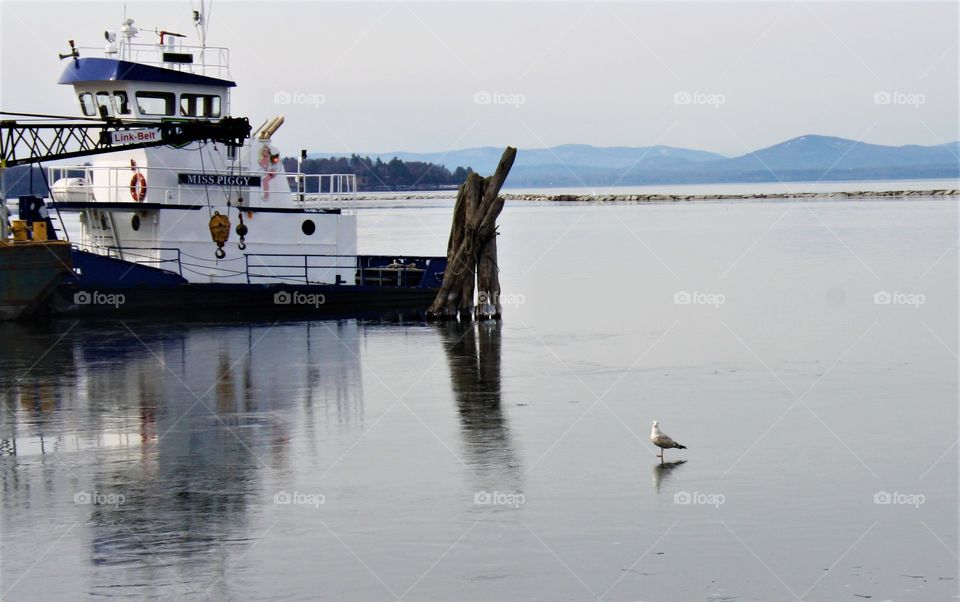Seagull on frozen lake