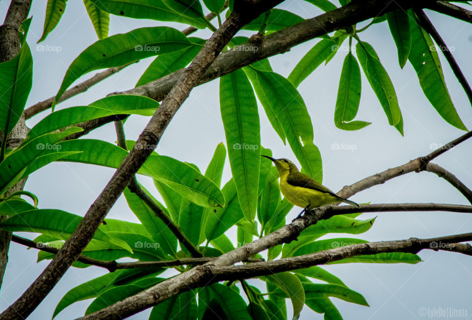 Olive-backed Sunbird