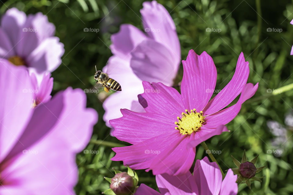 Bee are flying and Colorful Cosmos sulphureus Cav flowers in garden.