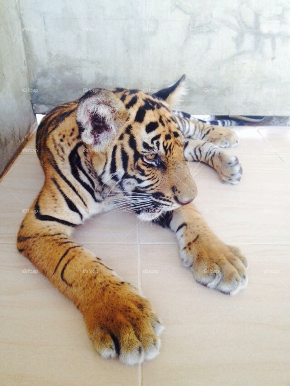 little tiger