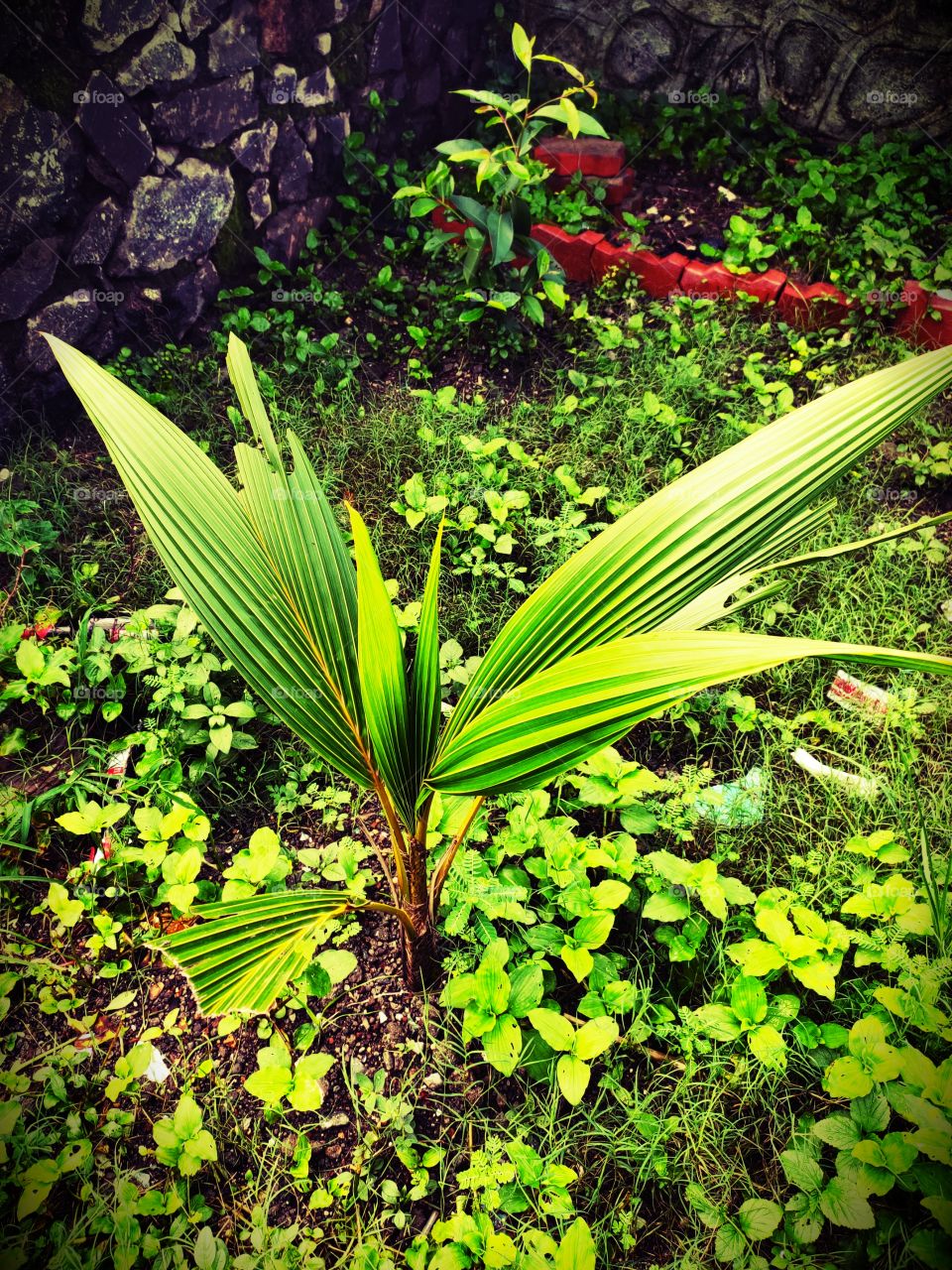 Coconut Plant
With Amazing Green Leafs.

Natural Beauty
Wonderful Vegetation