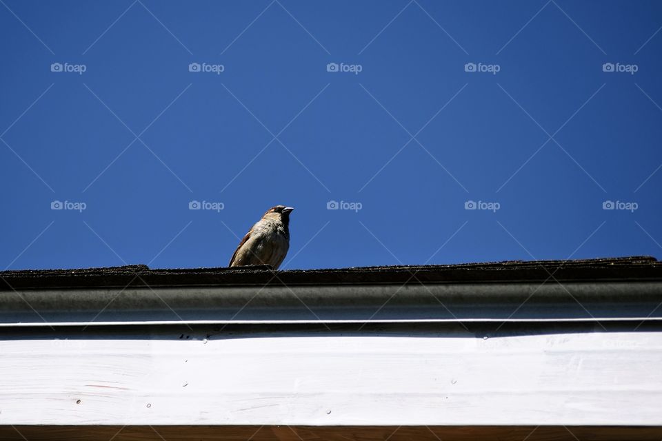 Small bird, male House Sparrow, Passer domesticus, perched on a roof 