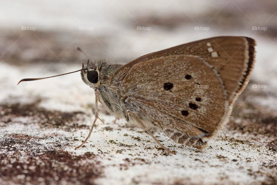 Beautiful and cute butterfly