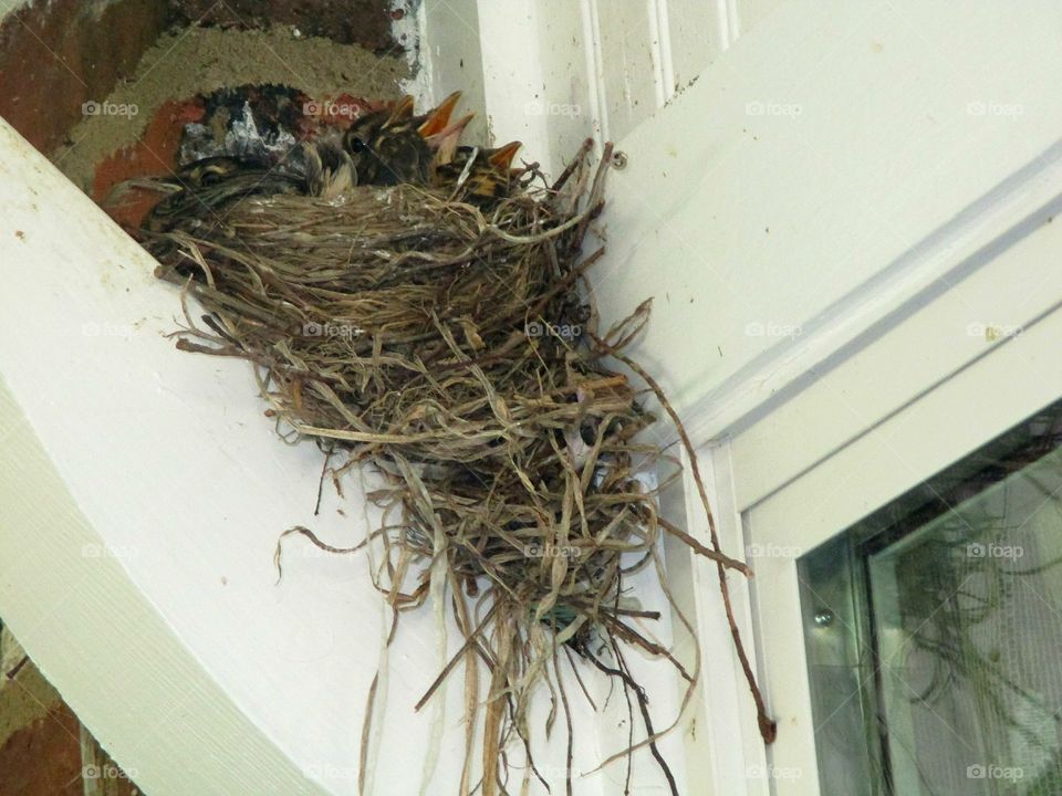 baby birds chirping in a nest