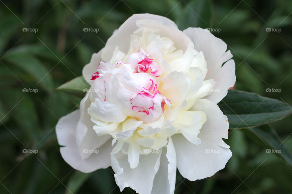 Peony, peonies, roses, pink, red, white, flowers, bouquet, summer, sun, nature. Landscape, still-life, village, flowerbed, plant, vegetation, grass, decor, fluffy, fluffy flowers, bulk flowers, plush flowers, petals, buds, leaves