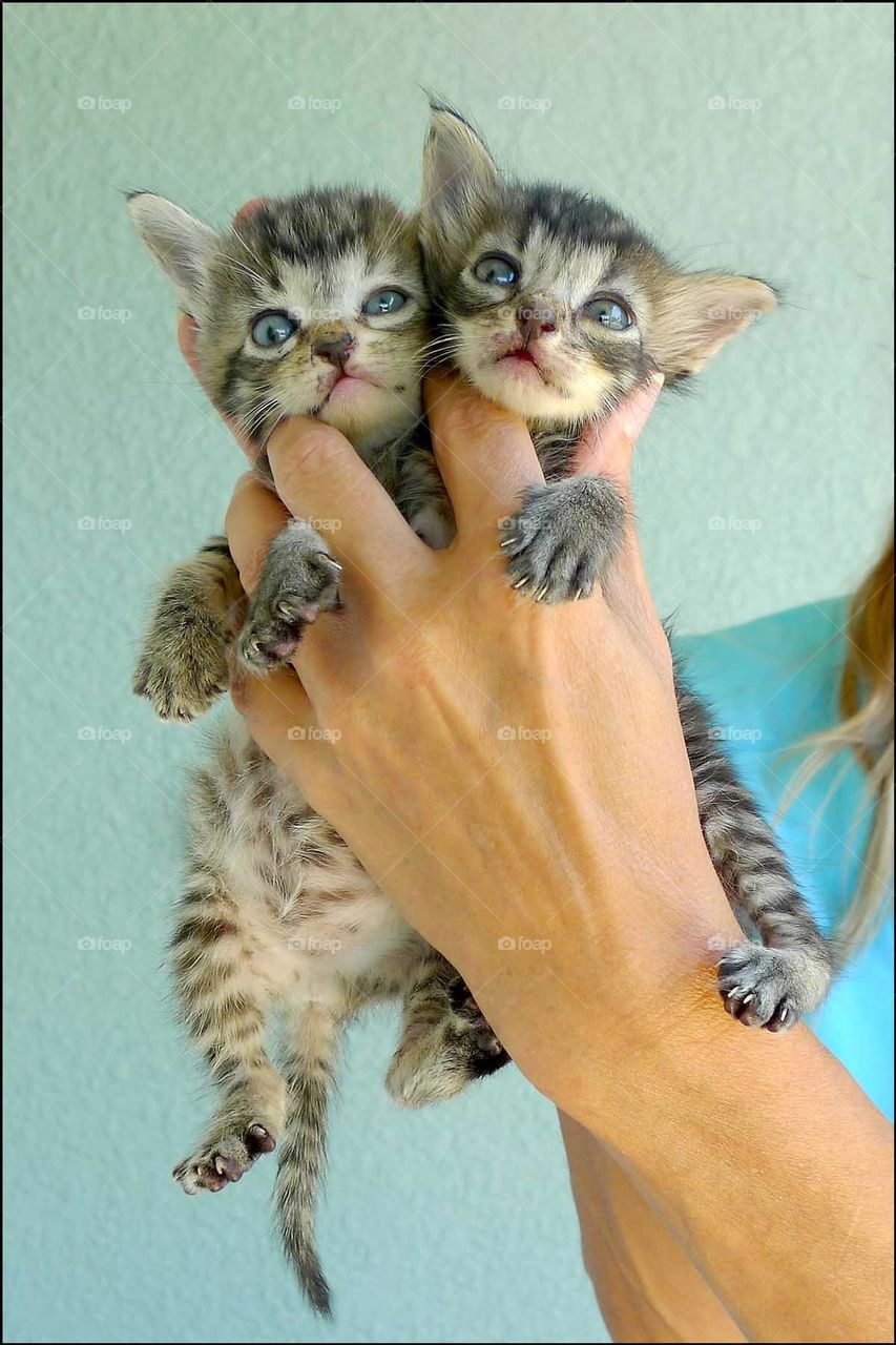 Sweet tiny orphaned kittens. Warm and fed ready to go to Cat rescuers for fostering and forever homes.