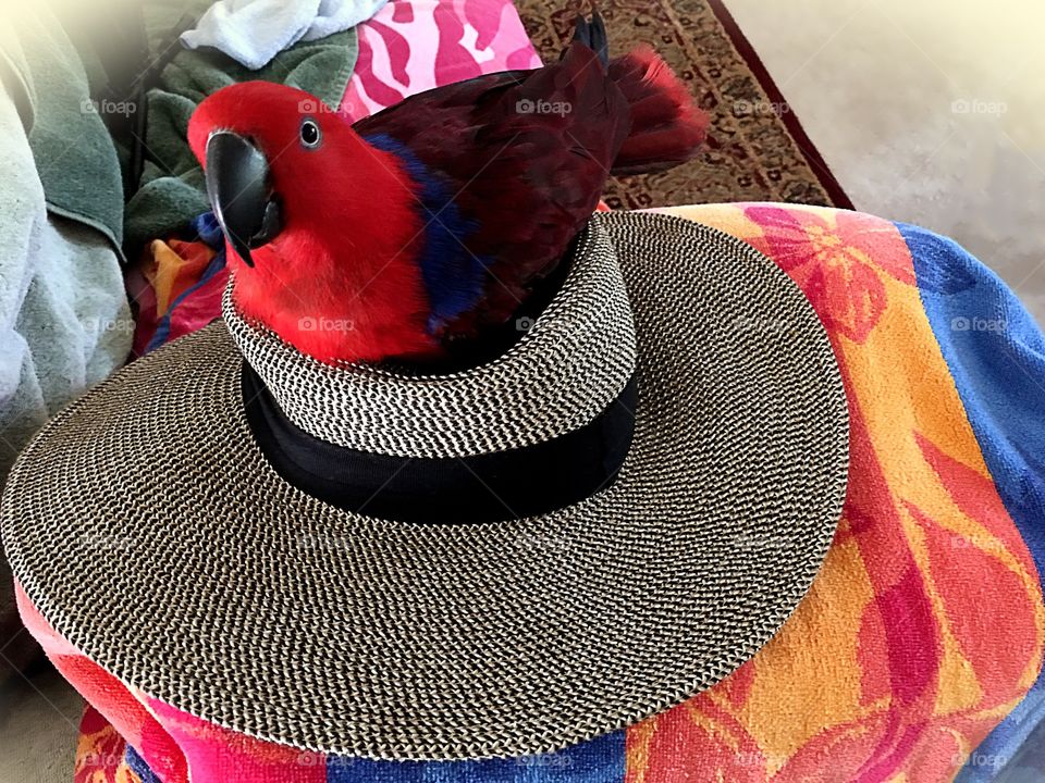 Red Parrot in a Sunhat