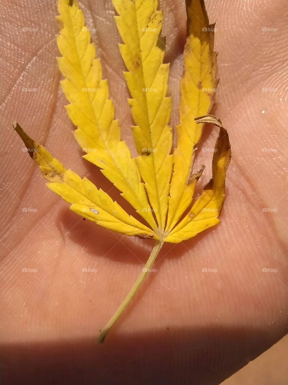 ganja leaf 🌿