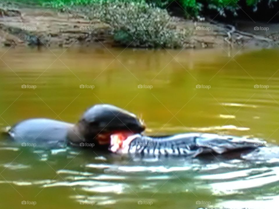 This is a very beautiful water seal hunting fish especially.