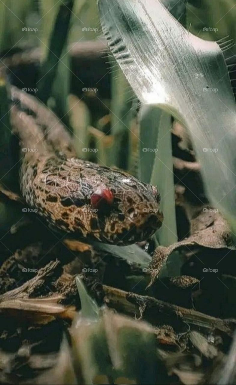A dangerous and poisonous snake hiding inside the garden.