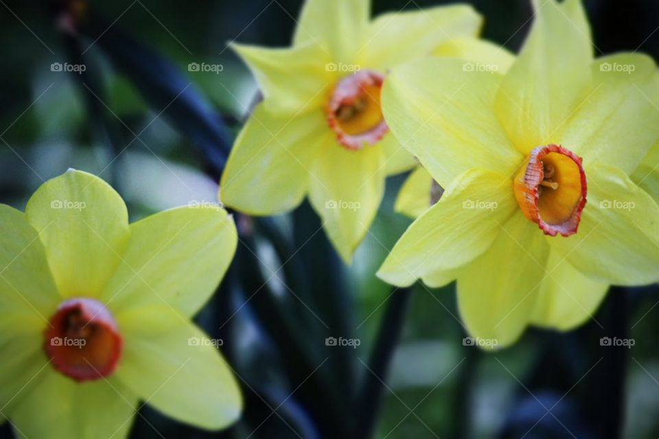 Flower, Flora, No Person, Nature, Tropical