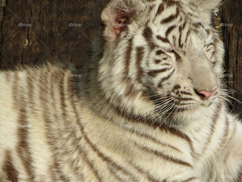 Sleeping White Tiger