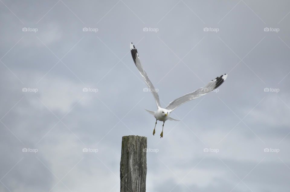 Gull takin of from pole