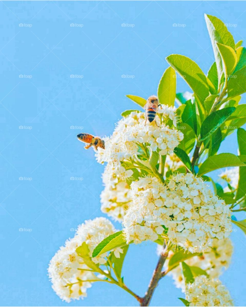 Bees and the nectar of flowers, I wish I were a bee, it is a clean creature