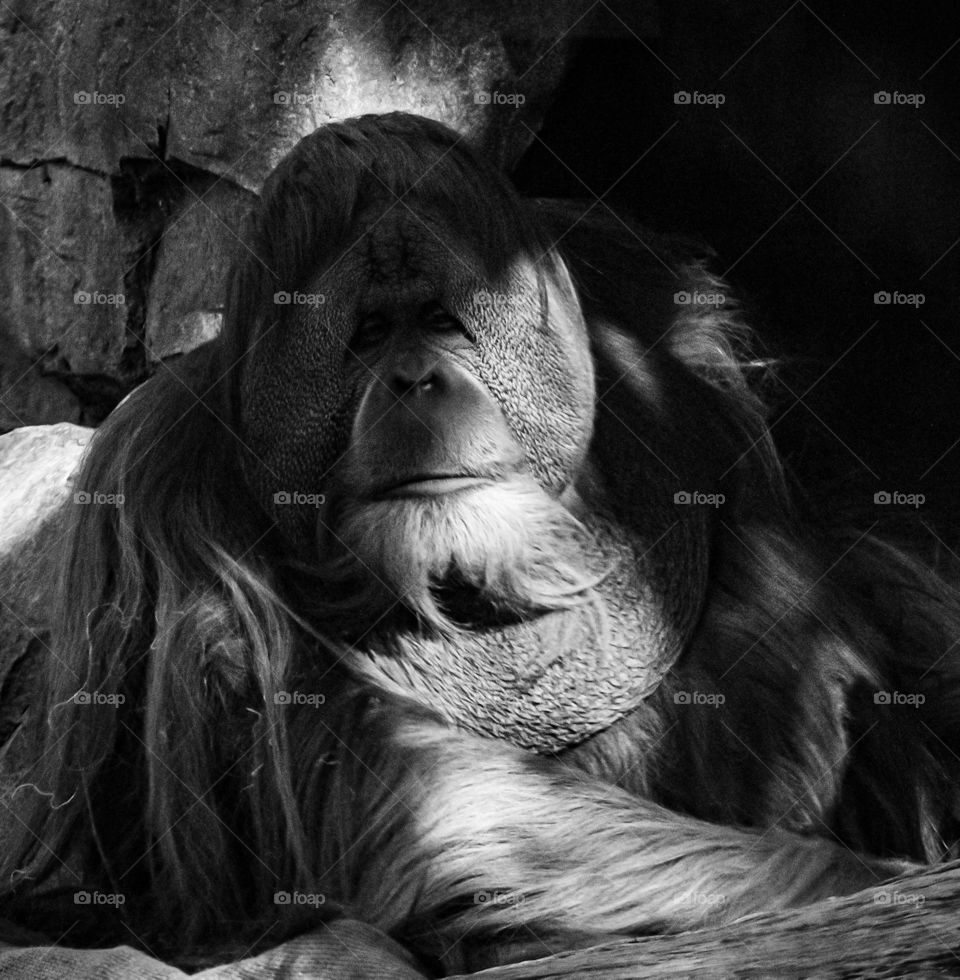 thoughtful orangutan hiding in the shadows