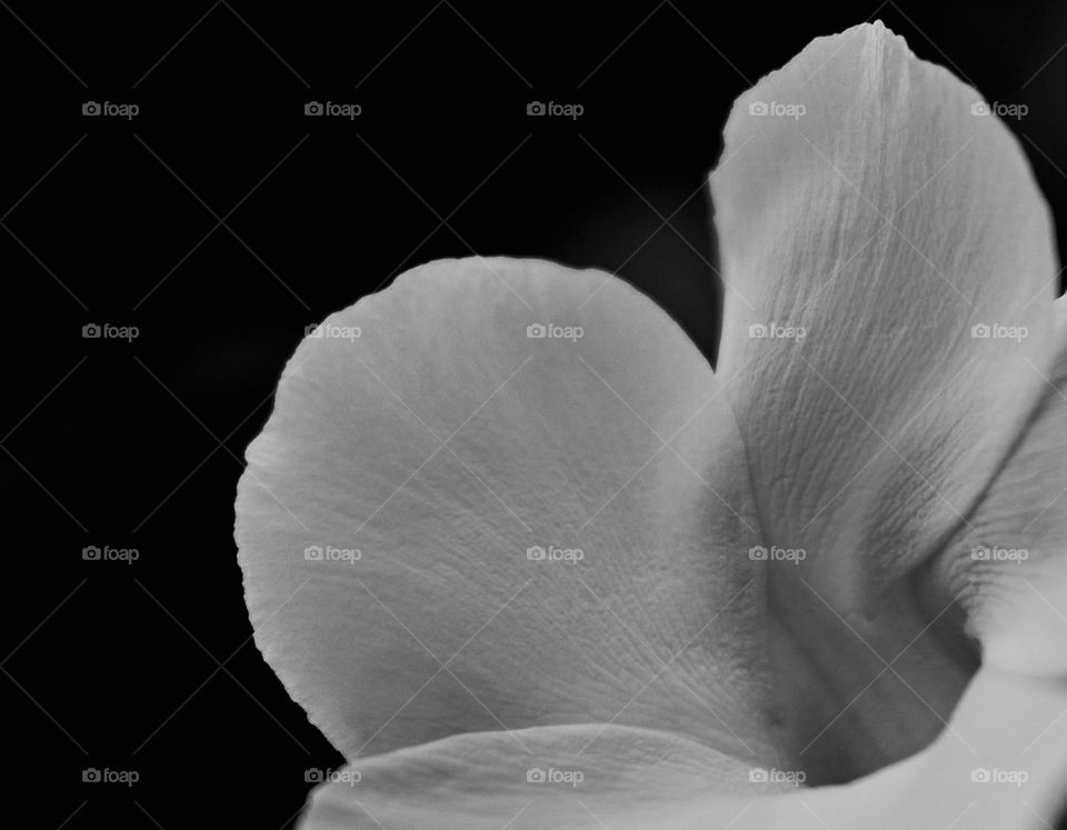 Trumpet flower petal - monochromatic 