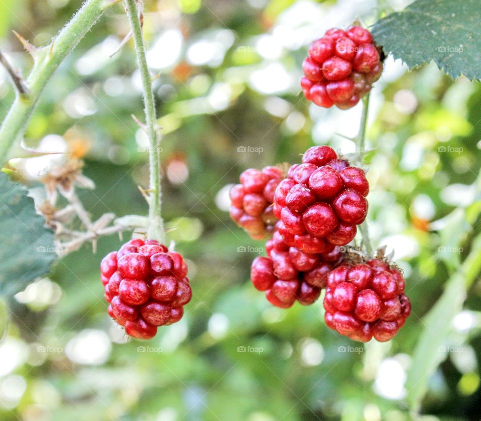 nature berries Wild